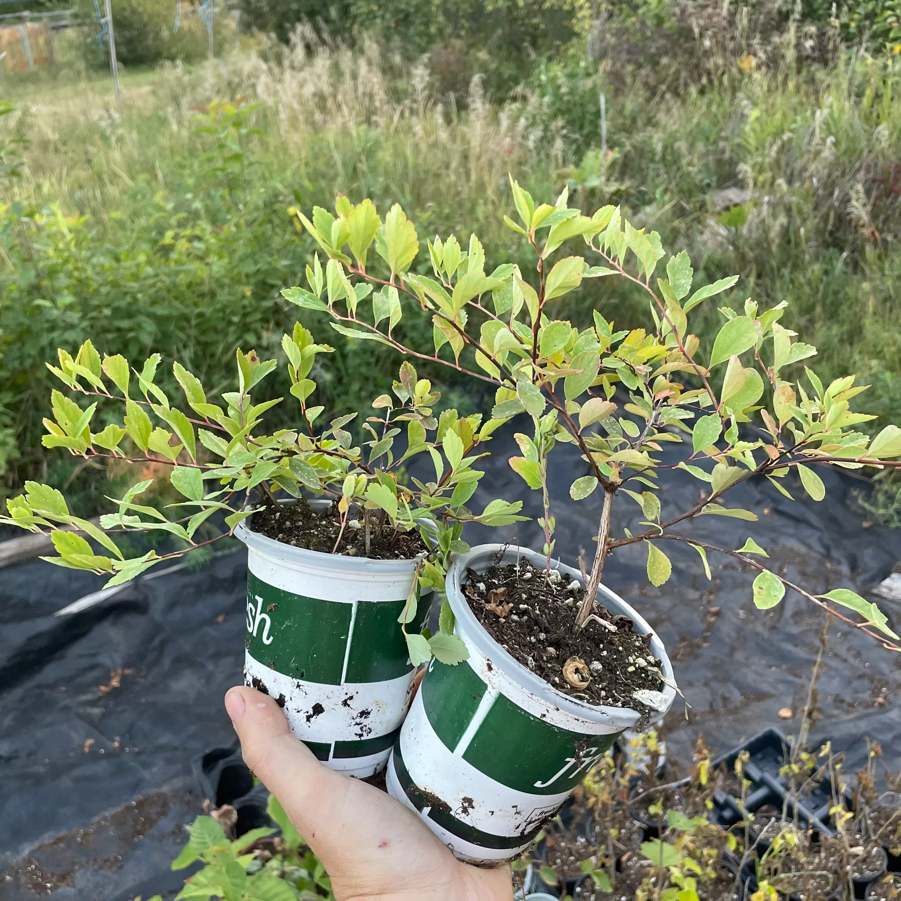 Spirea (Spiraea sp.)