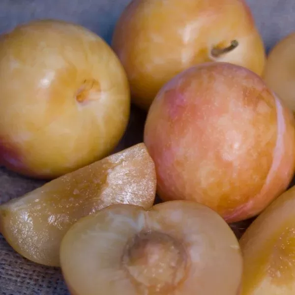 Splash Pluot