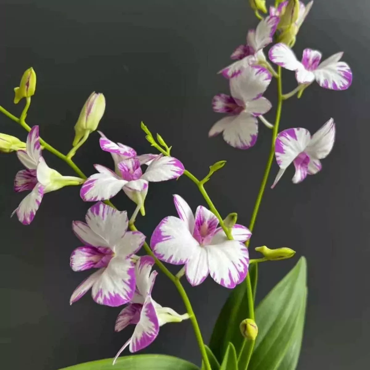 Splashed-Ink Dendrobium – Pink-White