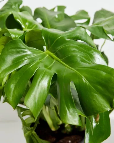 Split Leaf Philodendron - 3 Gallon