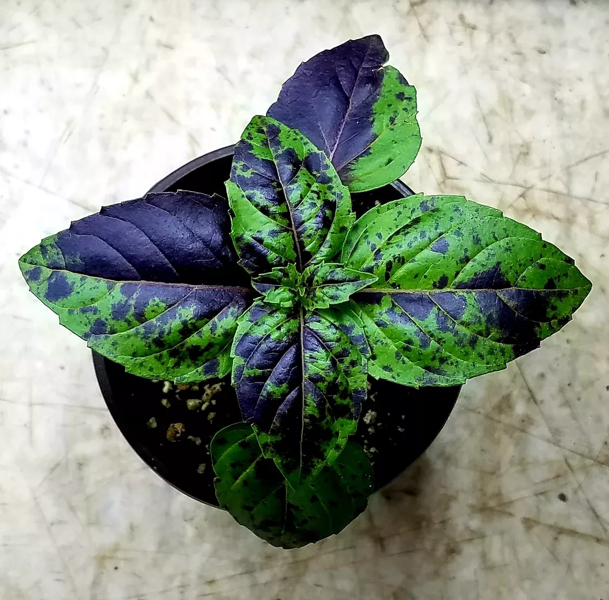 Spotted Basil - Italian. 4" Pot