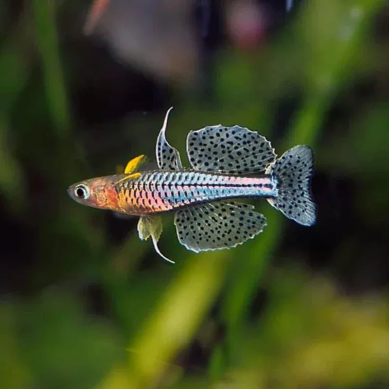 Spotted Blue Eye Rainbow Fish (Pseudomugil gertrudae) – Peaceful, Colorful Fish for Planted Aquariums.