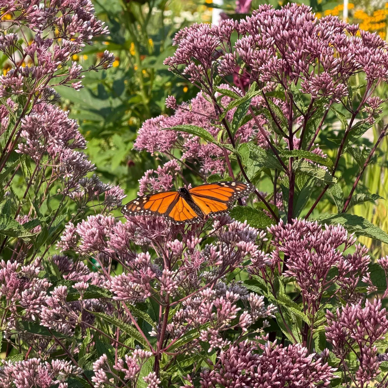 Spotted Joe-Pye Weed