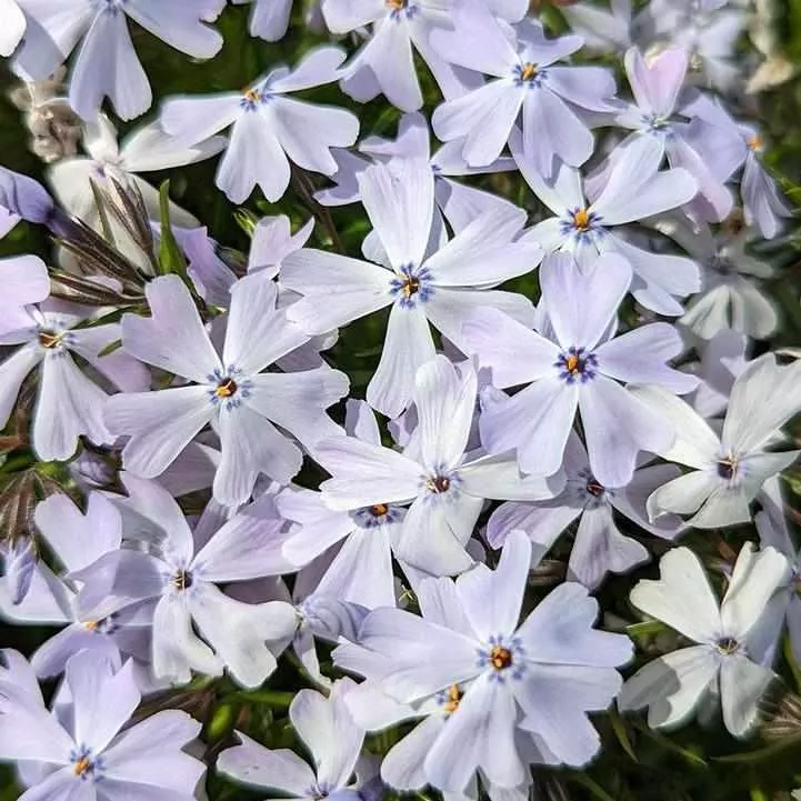 Spring Blue Moss Phlox