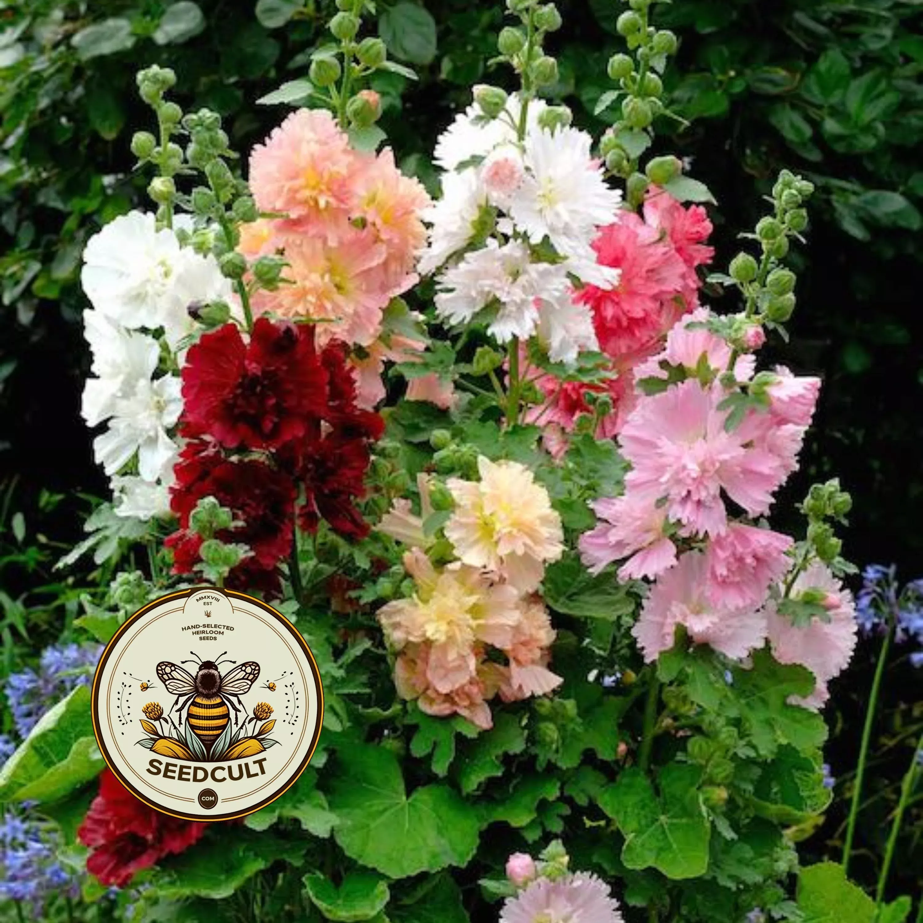 SPRING CELEBRITIES MIX HOLLYHOCK