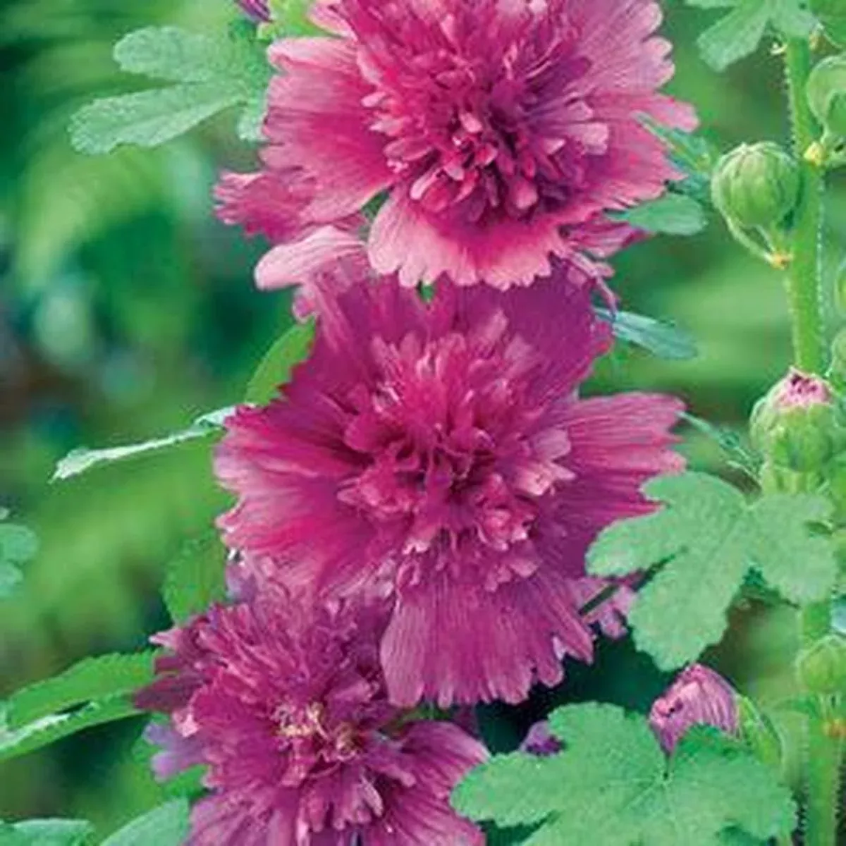 Spring Celebrities Purple Hollyhock