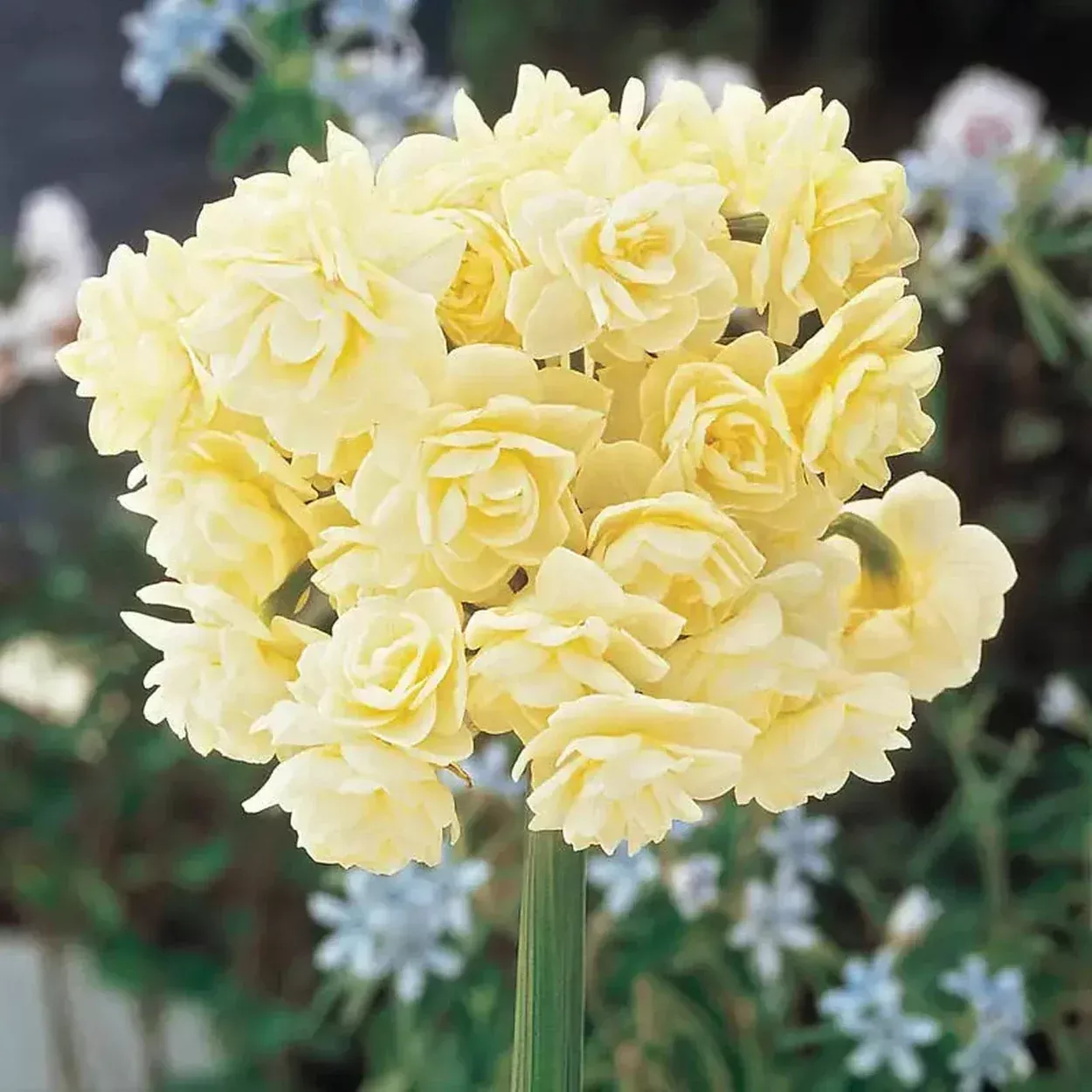 Spring Cheer™Daffodil