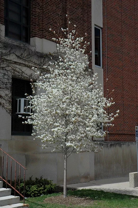 Spring Flurry Serviceberry - Amelanchier laevis - 10 Gallon Potted Tree