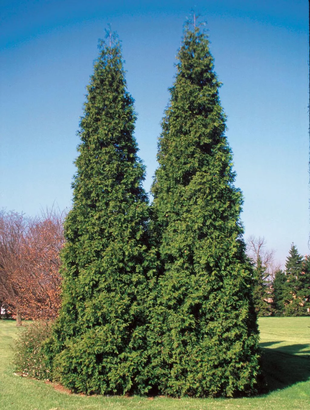 Spring Grove Western Arborvitae
