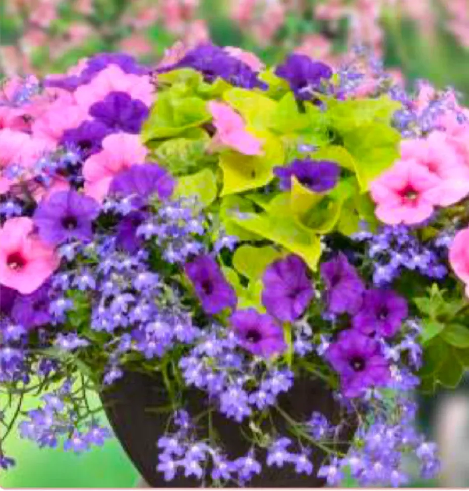 Spring Has Sprung Combo