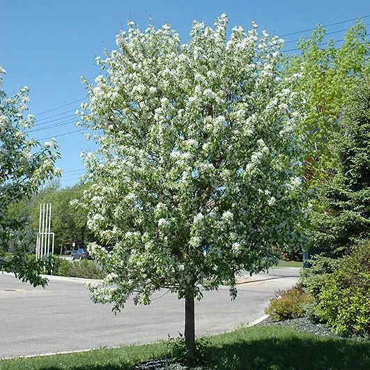Spring Snow Flowering Crab - Malus 'Spring Snow' - 2" Caliper Ball & Burlap Tree