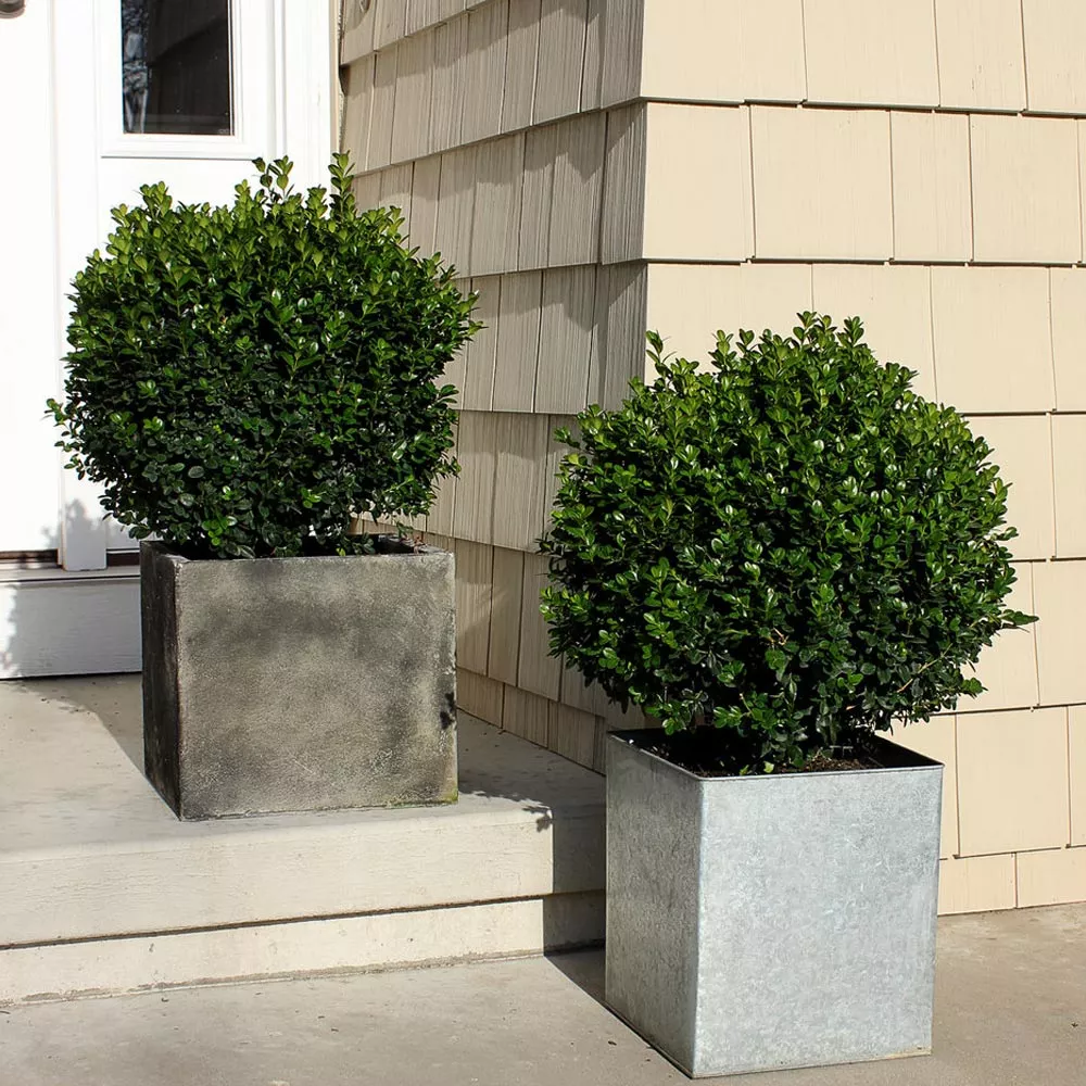 Sprinter Boxwood Shrub