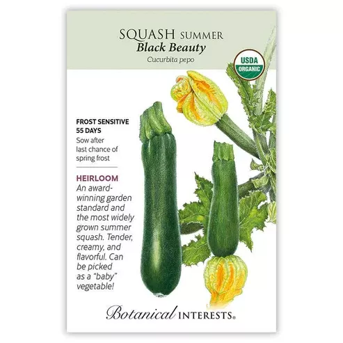 Squash 'Summer Black Beauty'