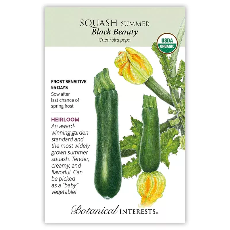 Squash Summer Costata Romanesco Org