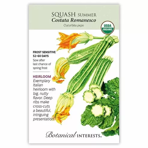 Squash 'Summer Costata'