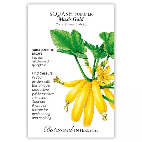 Squash Summer 'Max's Gold Hybird'