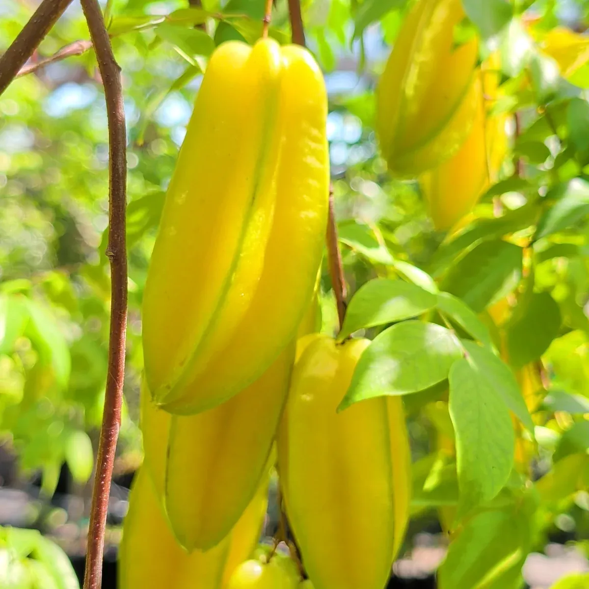 Sri Kembangan Carambola - Starfruit