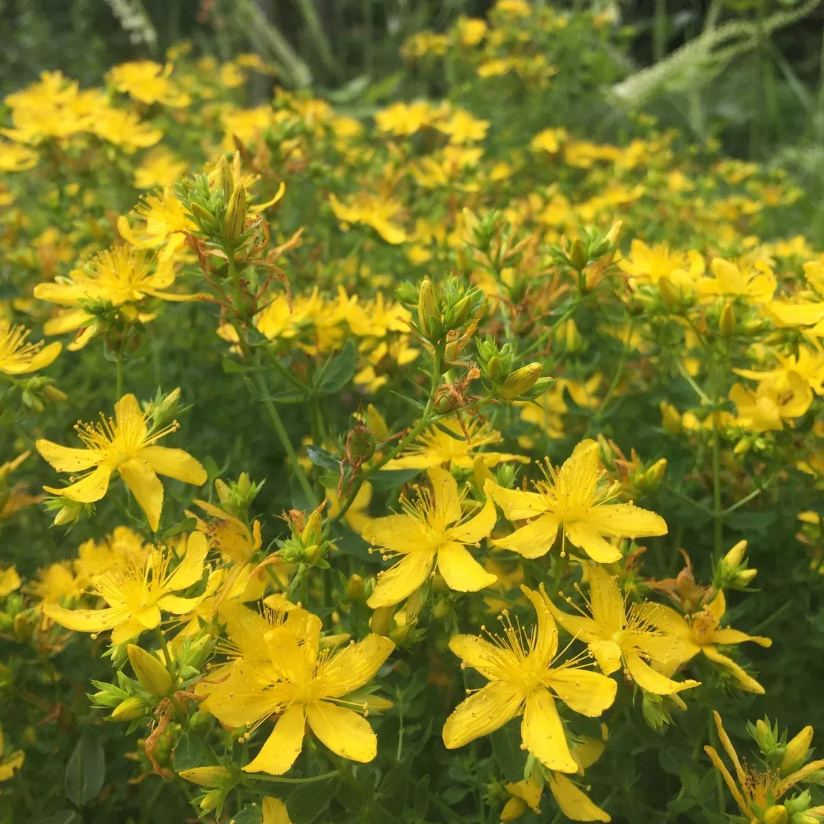 St. John's Wort, Common (Hypericum perforatum)