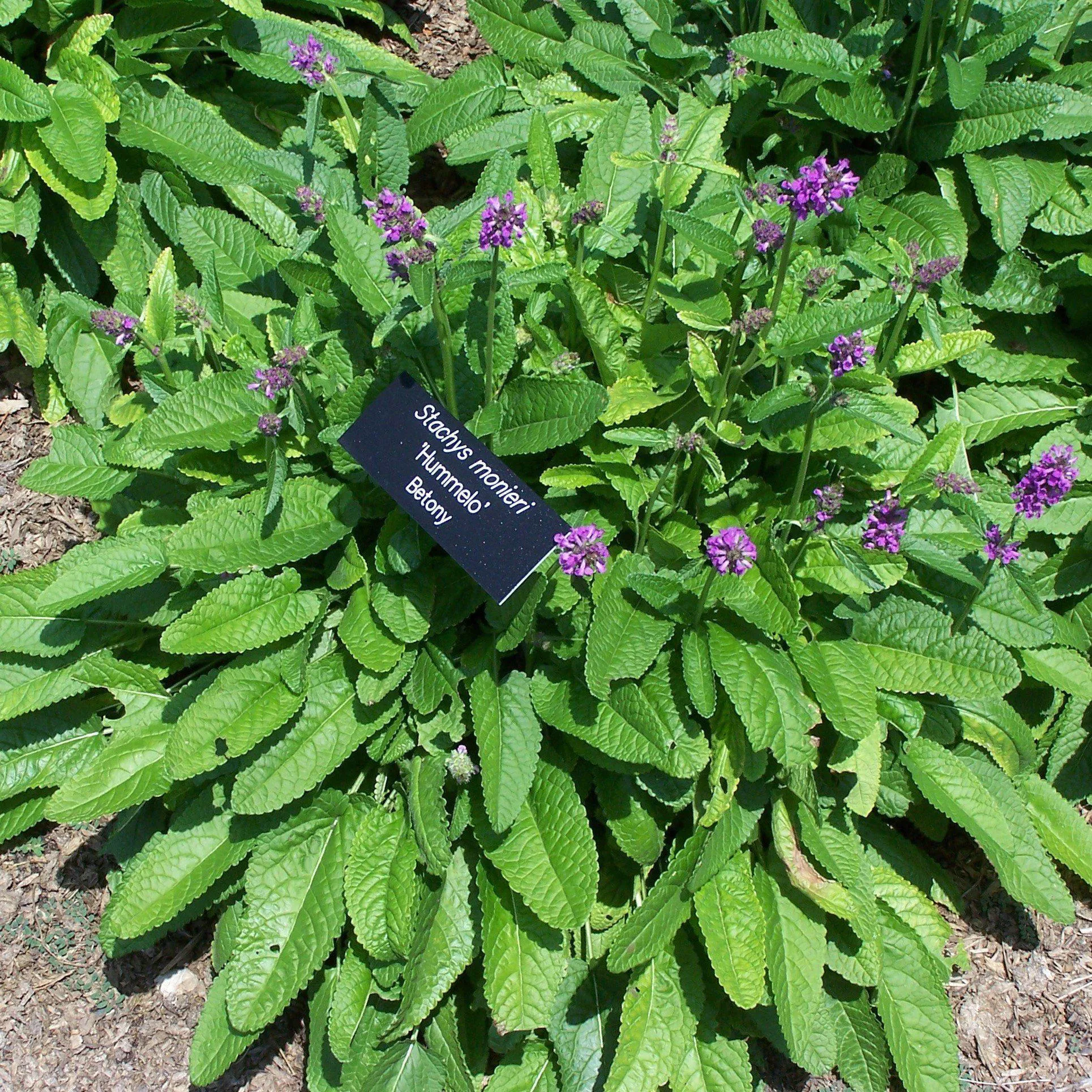 Stachys monieri 'Hummelo'- Hummelo Betony