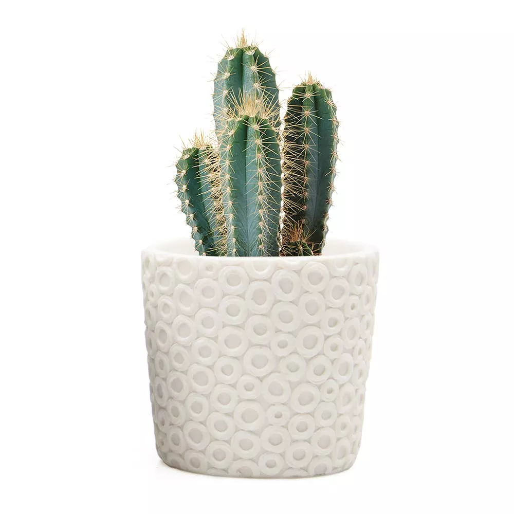 Stagma Planter For Succulents Indoor Planter 3 Inch