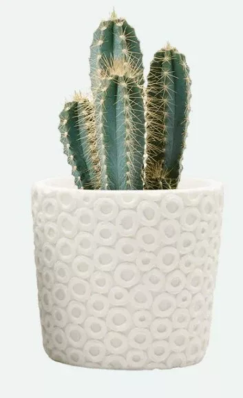 Stagma Resin Planter Pot