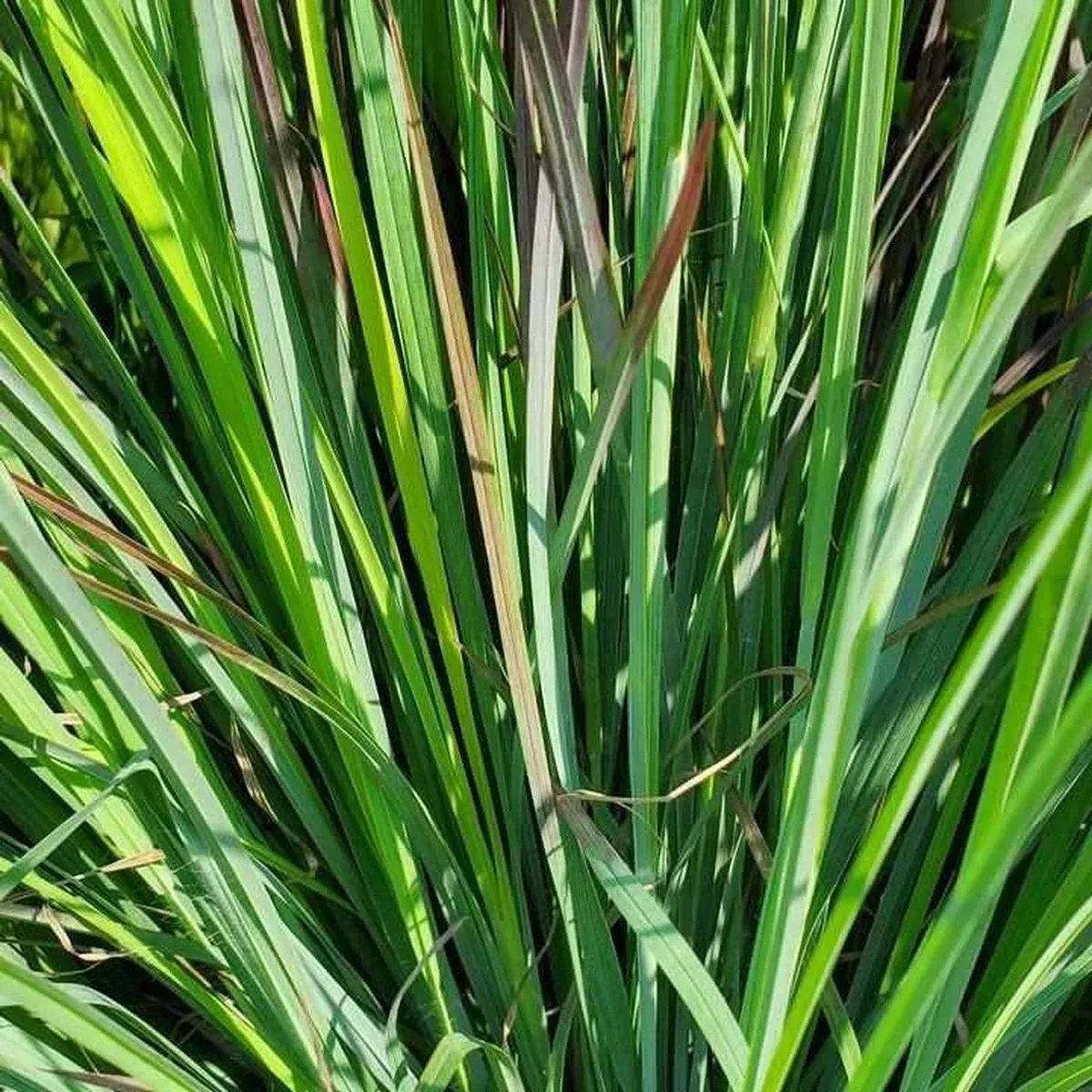 Standing Ovation Little Bluestem