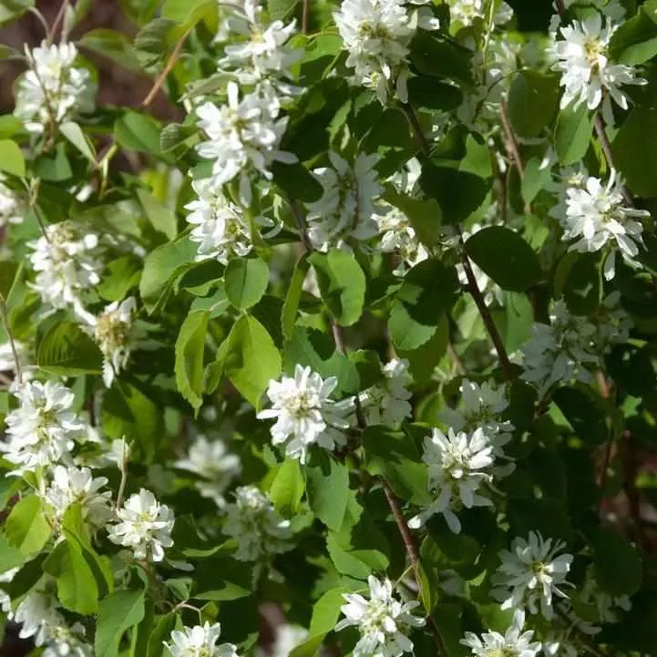 Standing Ovation Serviceberry