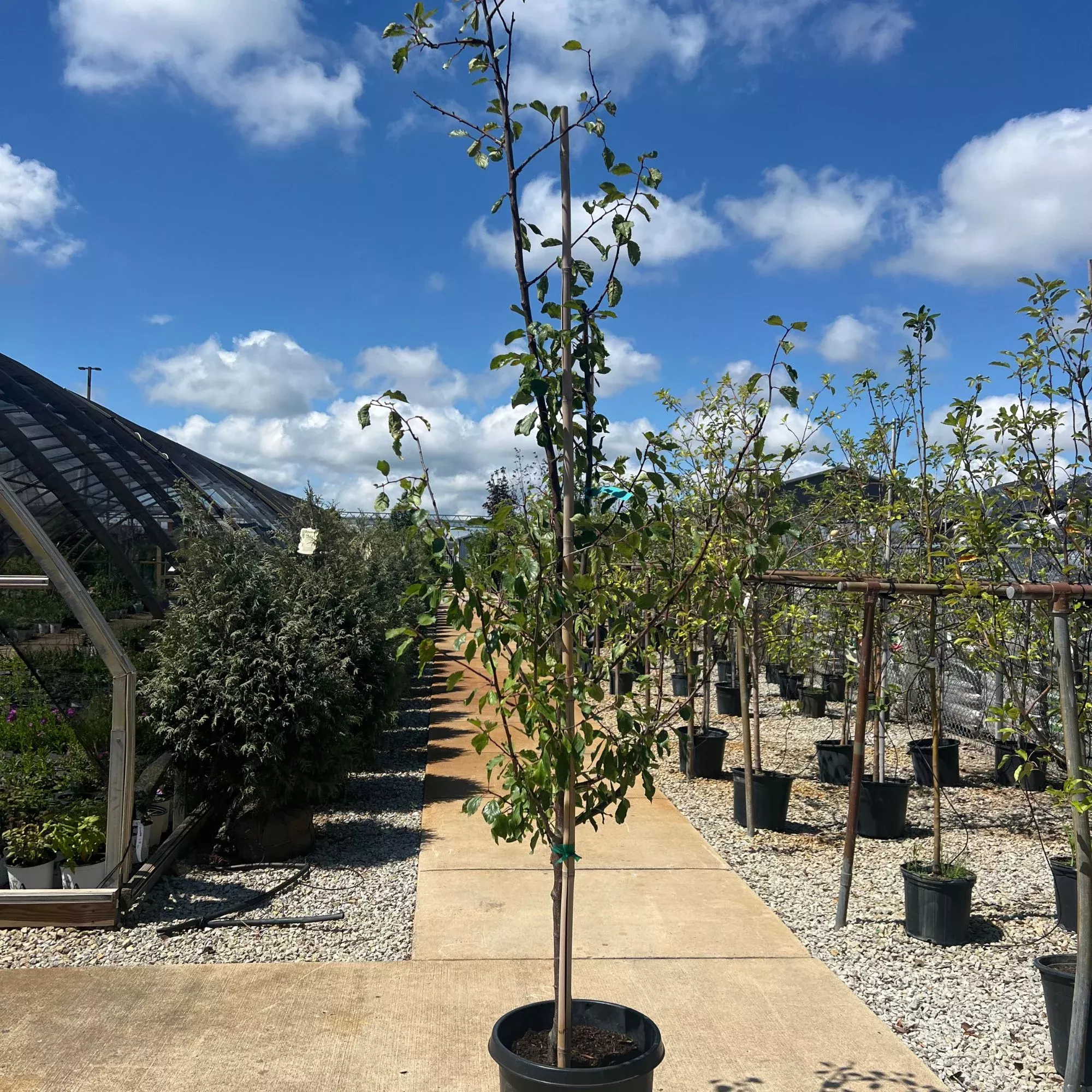 Stanley Plum Tree - Prunus - 10# Potted Tree