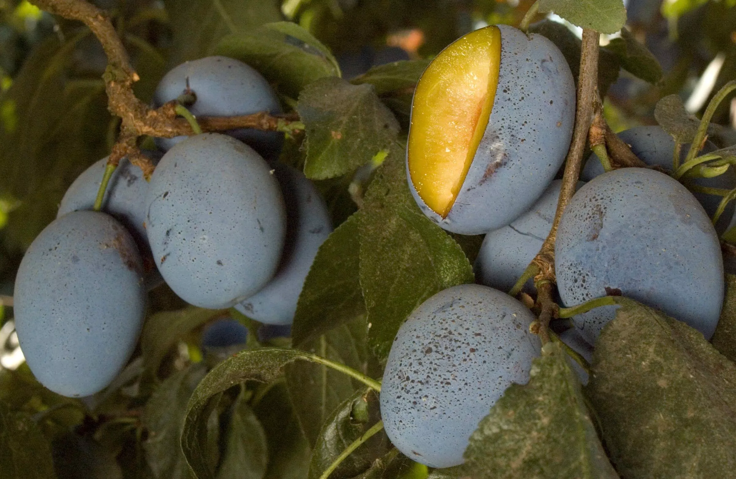 STANLEY PRUNE tree