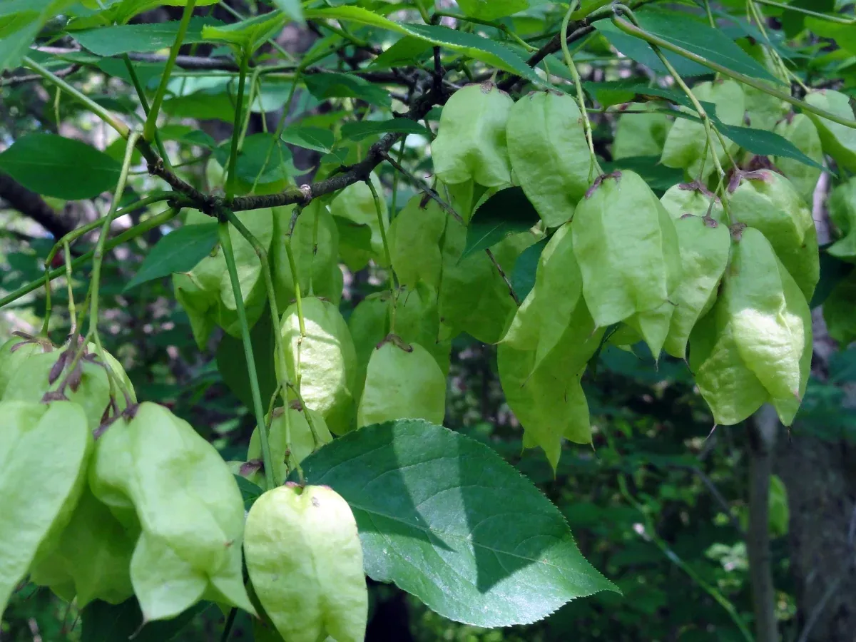 Staphylea trifolia Seeds - American Bladdernut