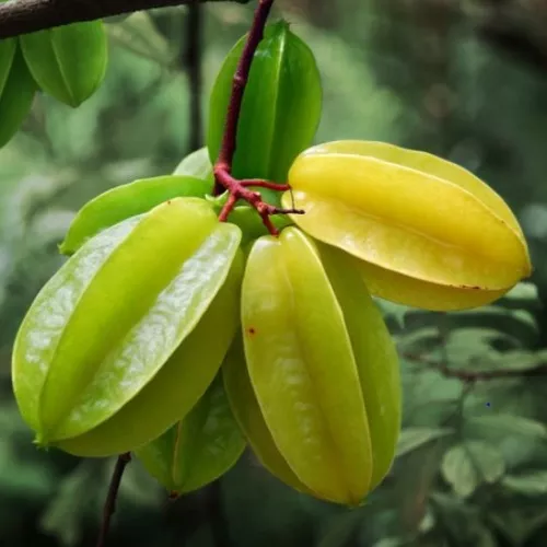Star Fruit (Khế)