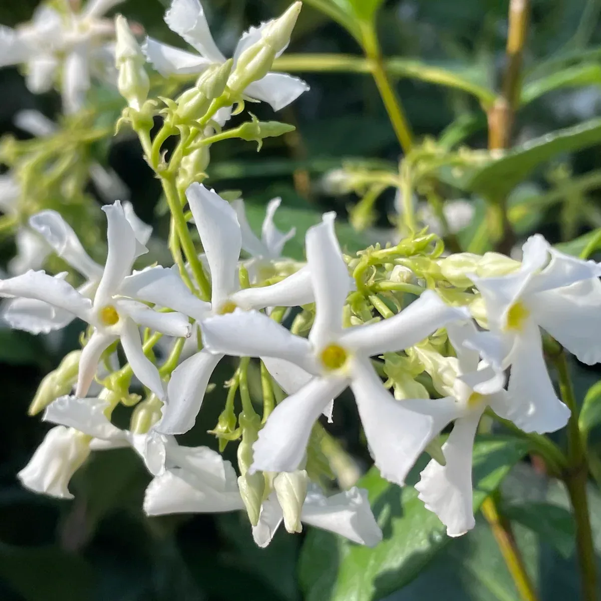 Star Jasmine Shrub