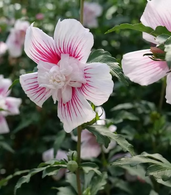 Starblast Chiffon Rose of Sharon