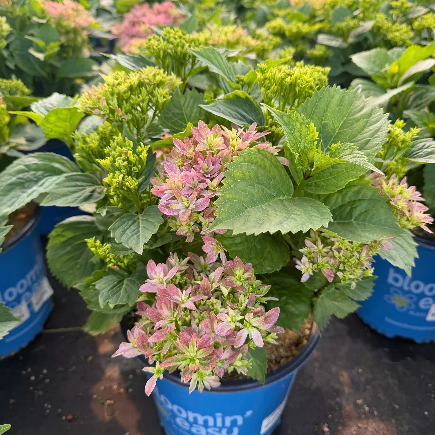 Starfield™Big Leaf Hydrangea