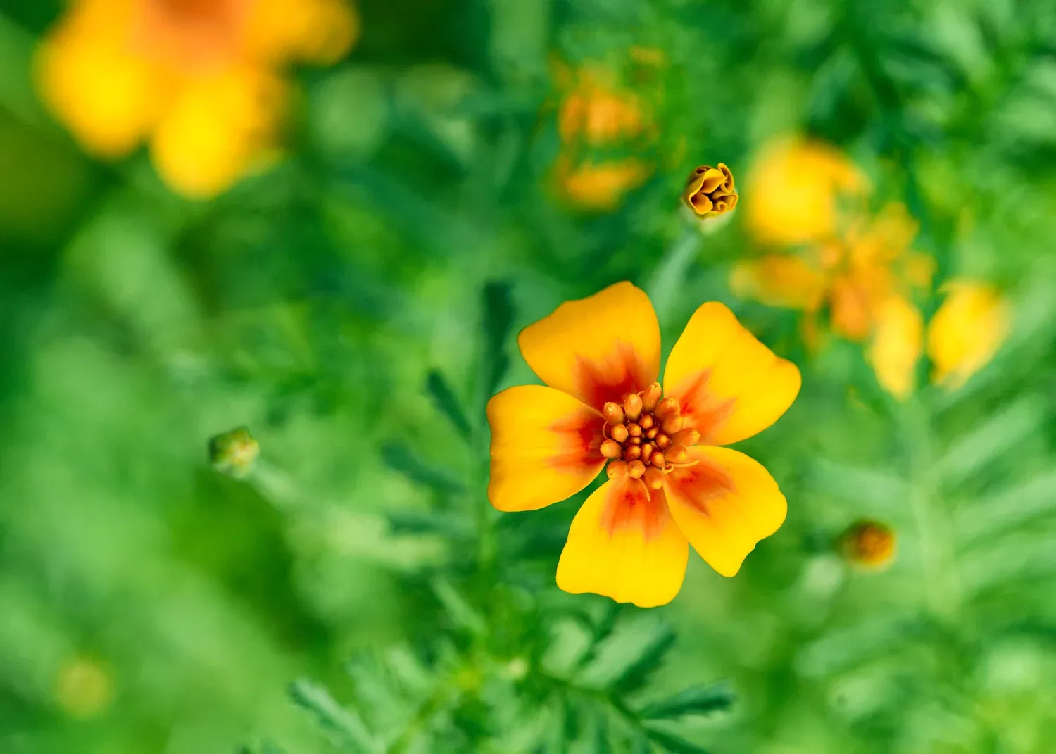 Starfire Mix - Signet Marigold Seeds