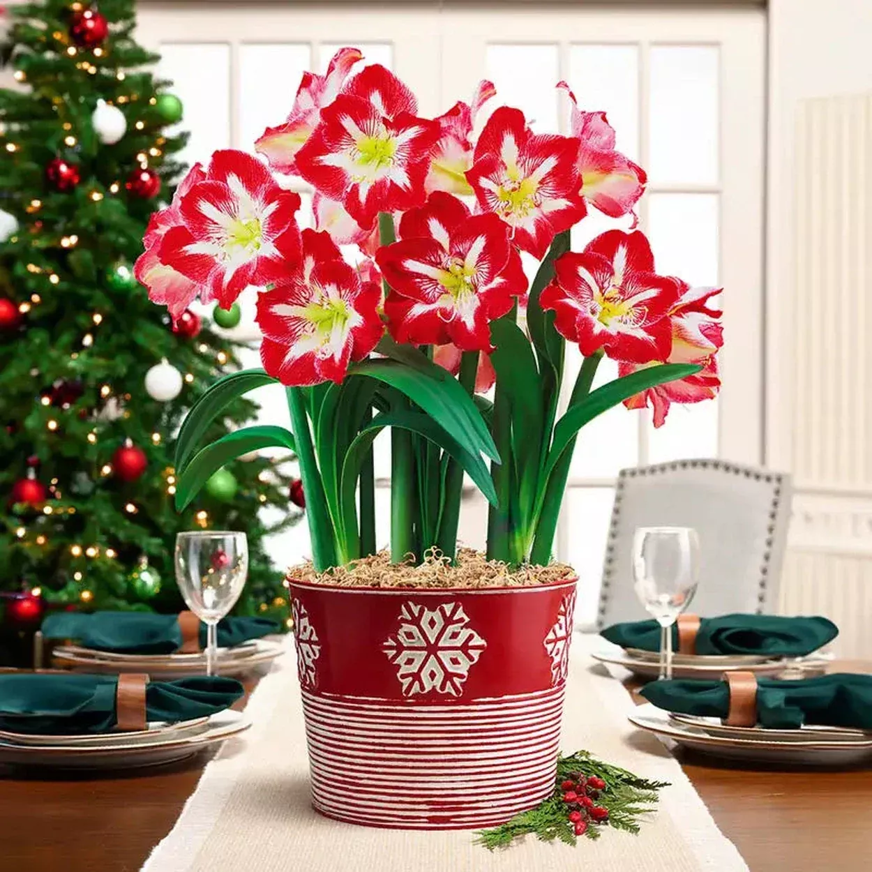 Stargazer Amaryllis Single & Triple