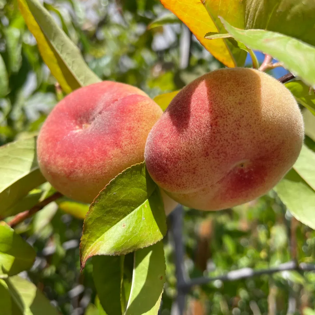 Stark Saturn Donut Peach