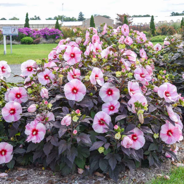 Starry Starry Night Hibiscus, 3 Gallon