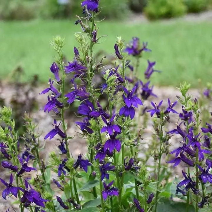 Starship Blue Cardinal Flower