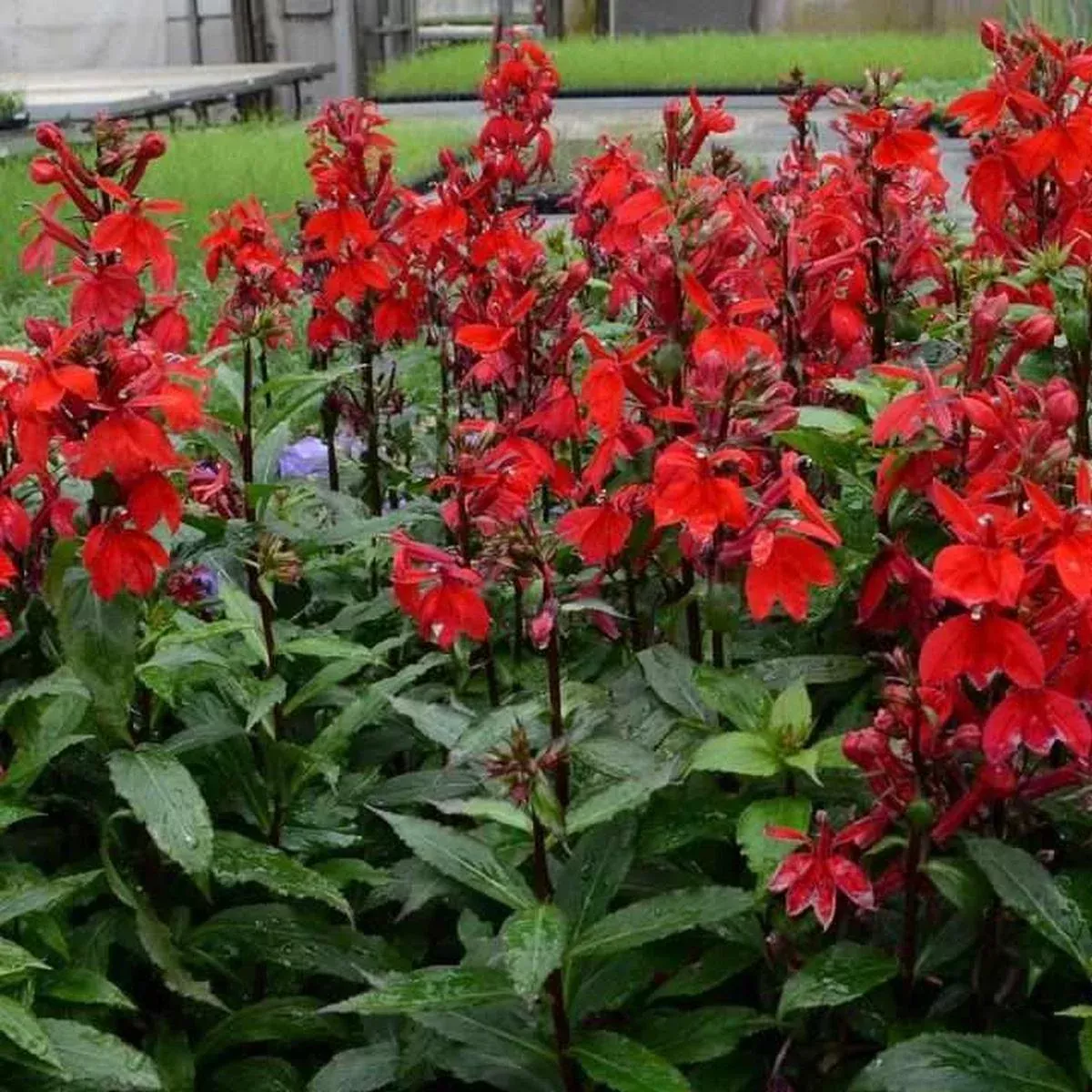 Starship Scarlet Cardinal Flower