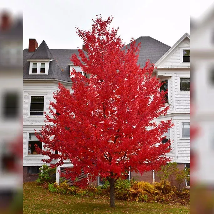 State Street Miyabe Maple - Acer miyabei - 2" Caliper Ball & Burlap Tree