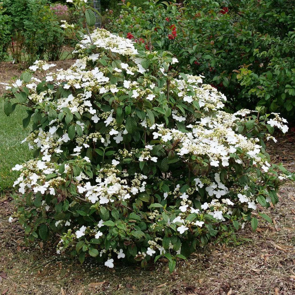Steady Eddy Doublefile Viburnum