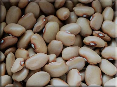 Steeves Case Knife Bean
