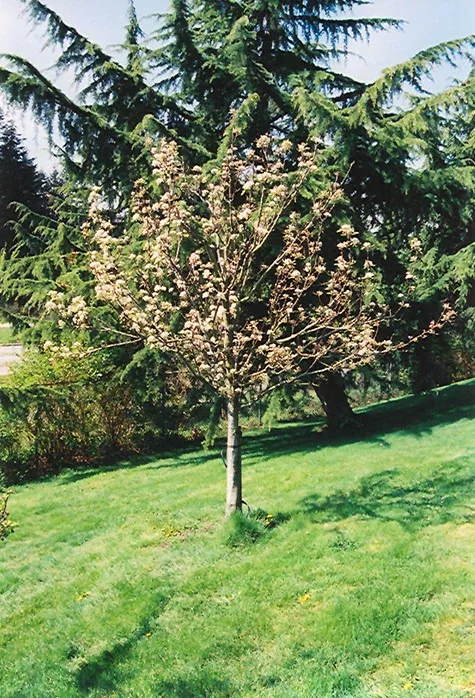 Stella Cherry - Prunus avium - 7# Potted Tree