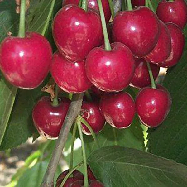 Stella Cherry