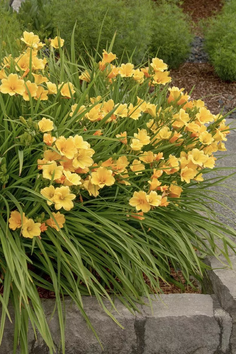 Stella De Oro Dwarf Daylily