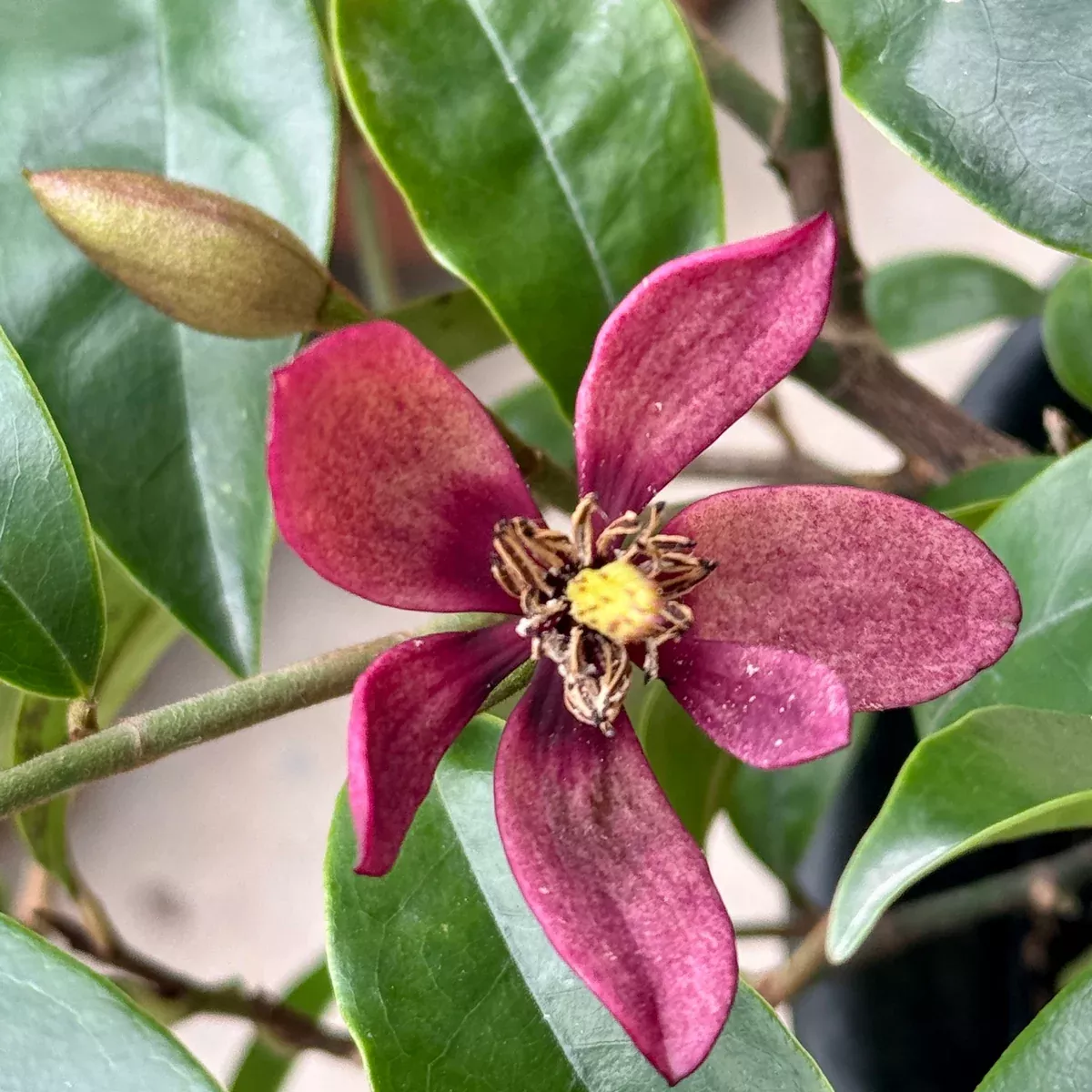 Stellar Ruby Magnolia Banana Shrub