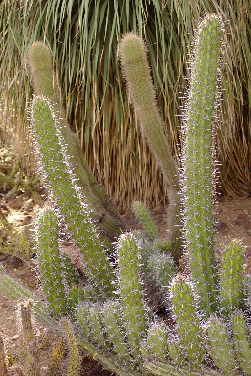 Stenocereus gummosus 25 Seeds - Cerus gummosus