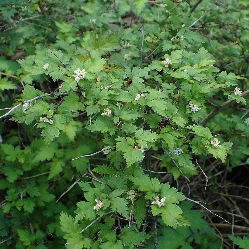 Stephanandra incisa 'Crispa'- Crispa Cutleaf Stephanandra