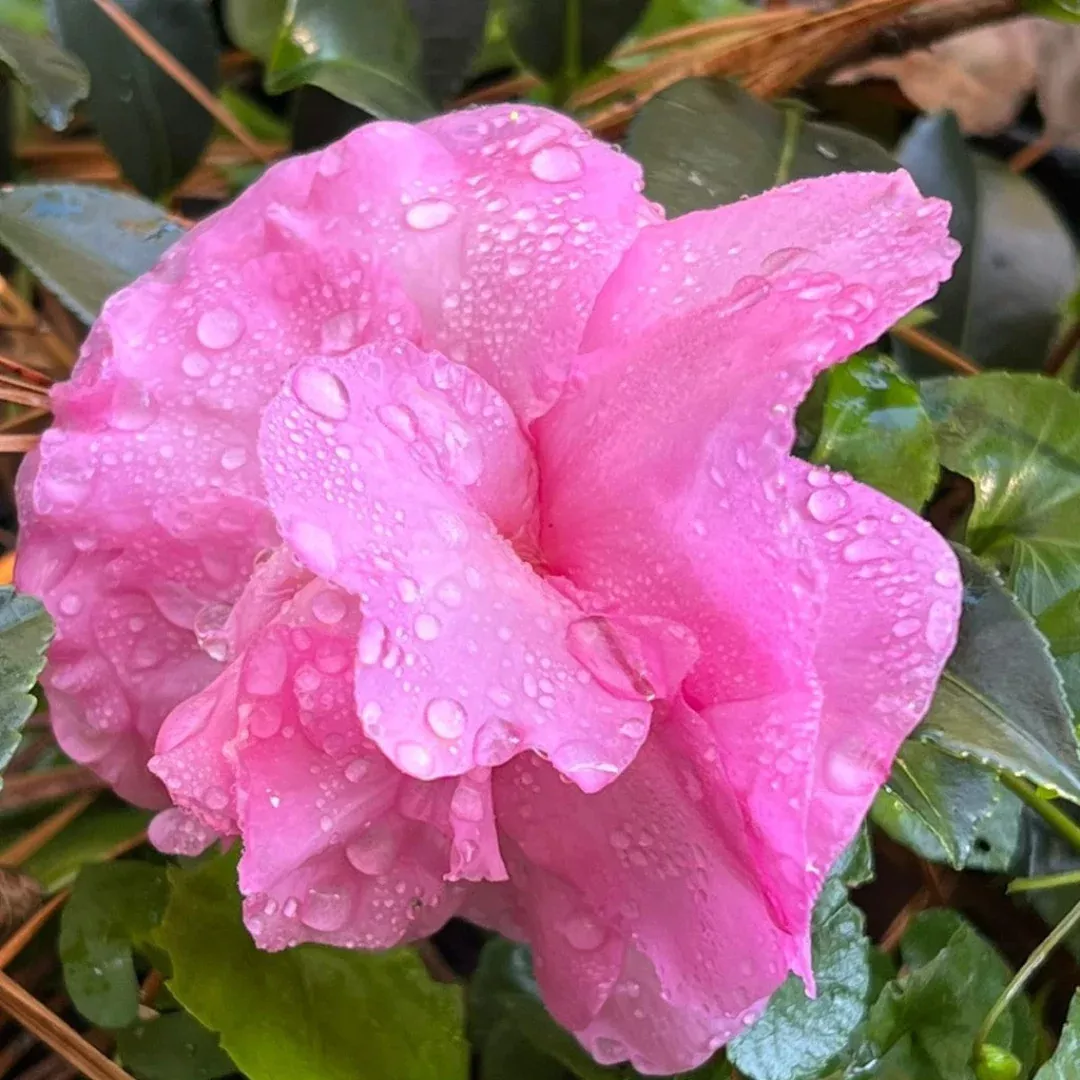Stephanie Golden Camellia Sasanqua